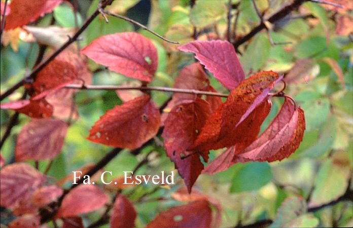 Viburnum dentatum 'Longifolium'