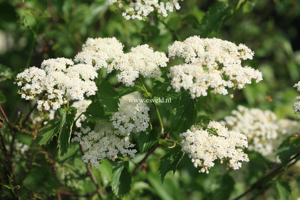 Viburnum dentatum 'White and Blue'