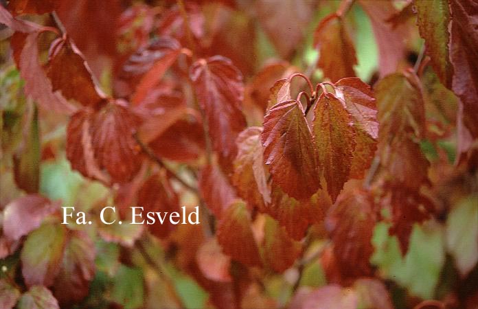Viburnum dentatum var. lucidum