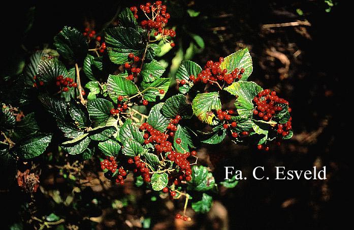 Viburnum dilatatum 'Ineke'