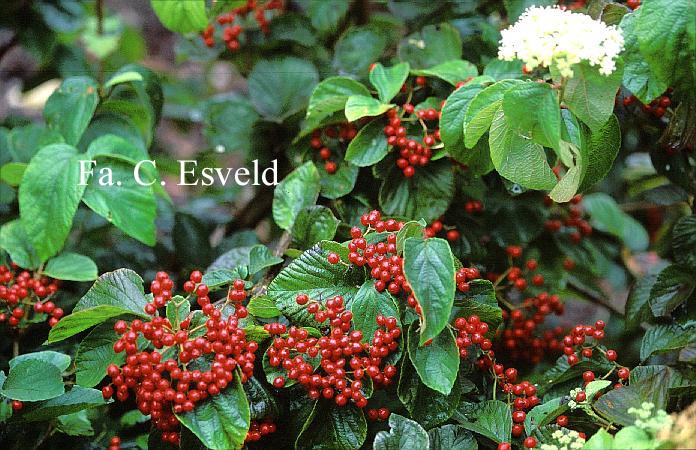 Viburnum dilatatum var. hispidum