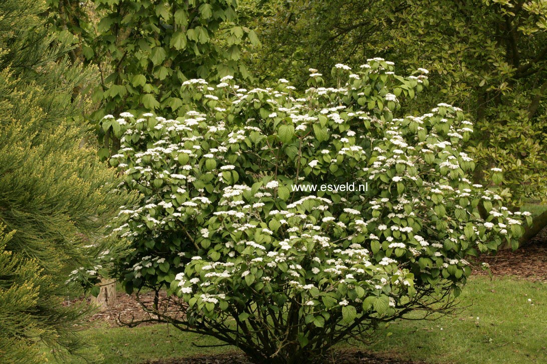 Viburnum dilatatum