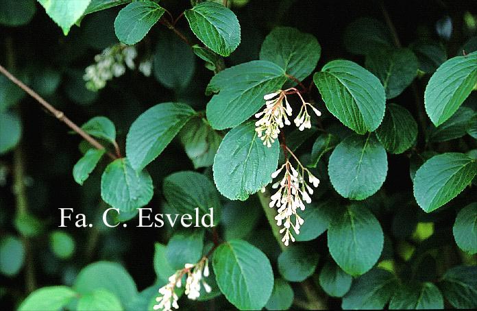 Viburnum erubescens gracilipes