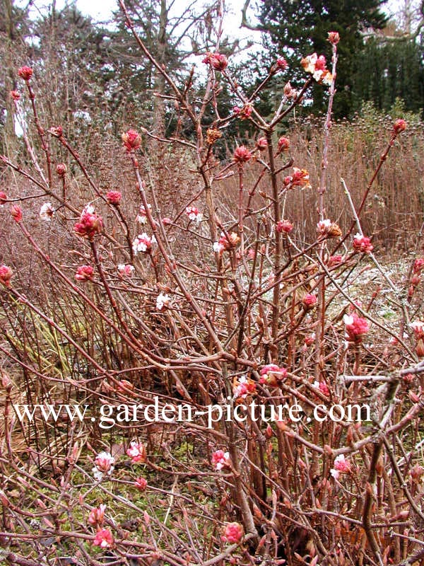 Viburnum farreri 'Nanum'