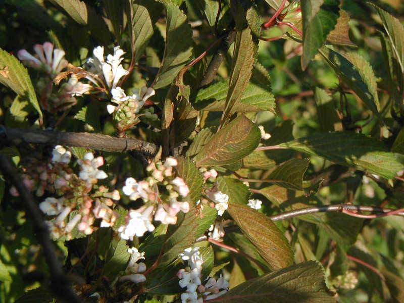 Viburnum farreri