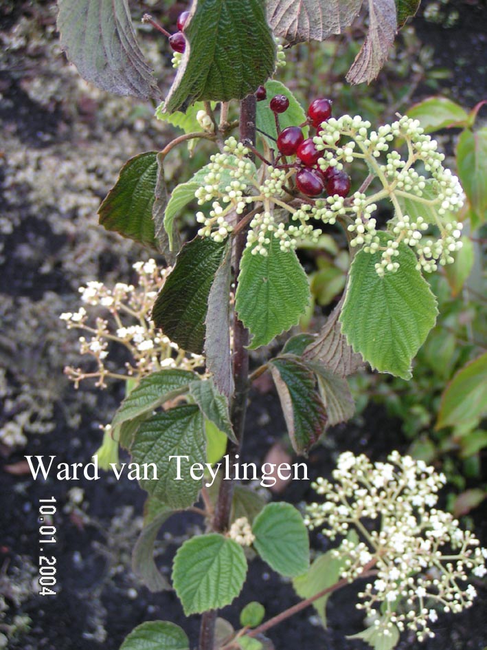 Viburnum flavescens