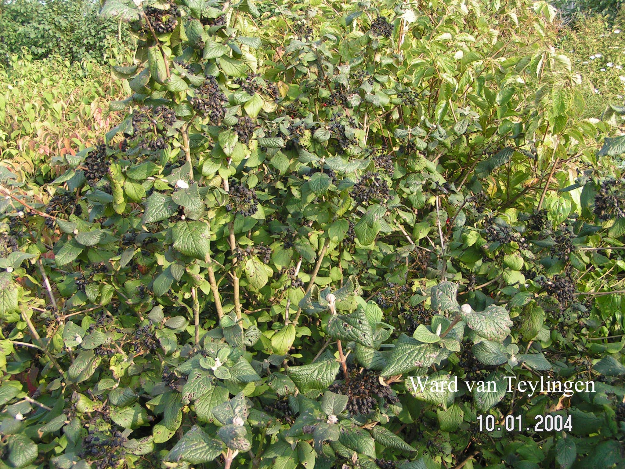 Viburnum lantana 'Lanceolatum'