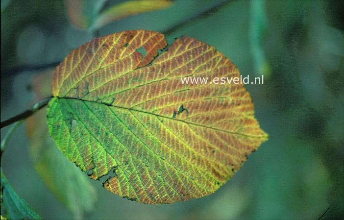 Viburnum lantanoides