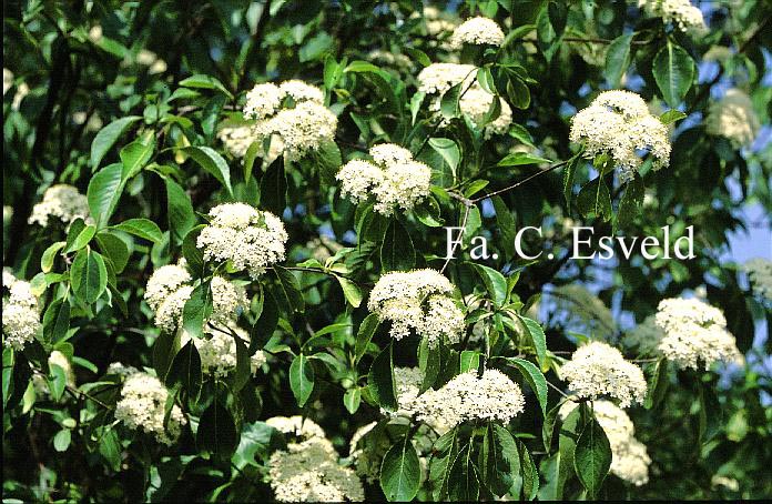 Viburnum lentago