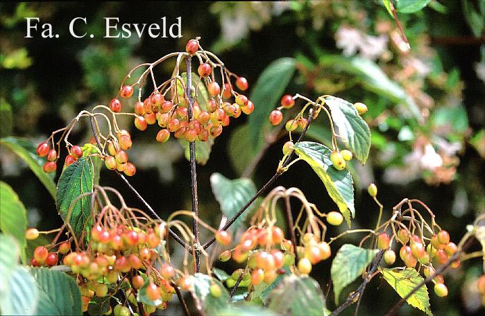 Viburnum lobophyllum