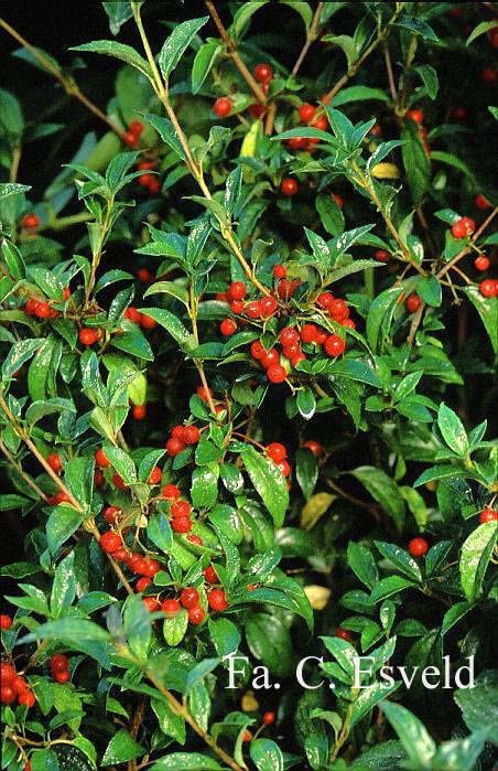 Viburnum luzonica var. oblongum