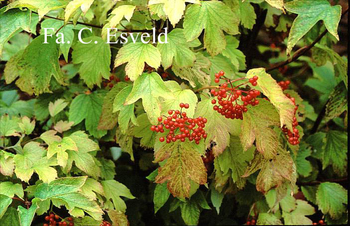 Viburnum opulus var. calvescens
