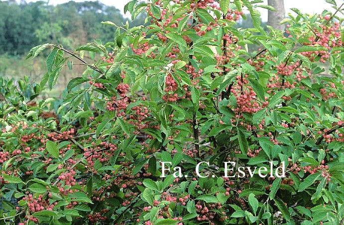 Viburnum rhytidophylloides 'Willowwood'