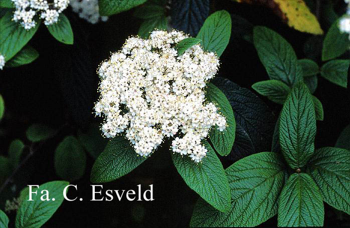 Viburnum rhytidophyllum 'Dart's Duke' (INTERDUKE)