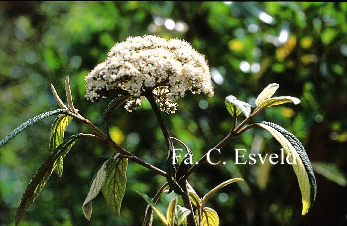 Viburnum rhytidophyllum 'Variegatum'