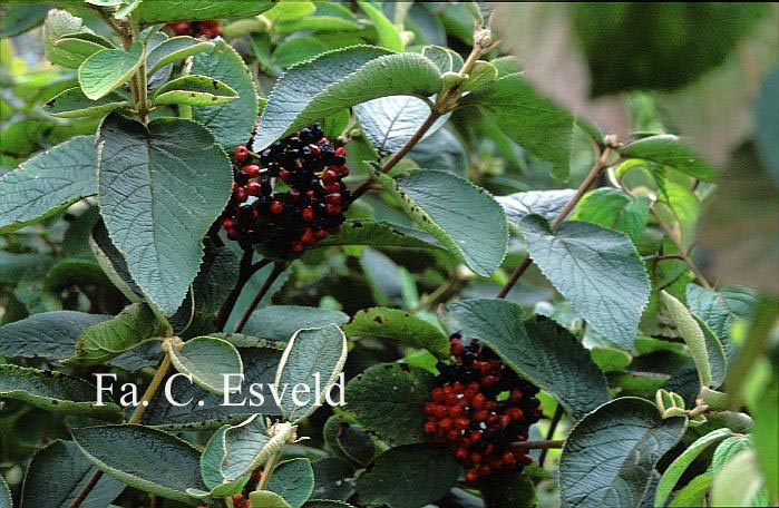 Viburnum veitchii