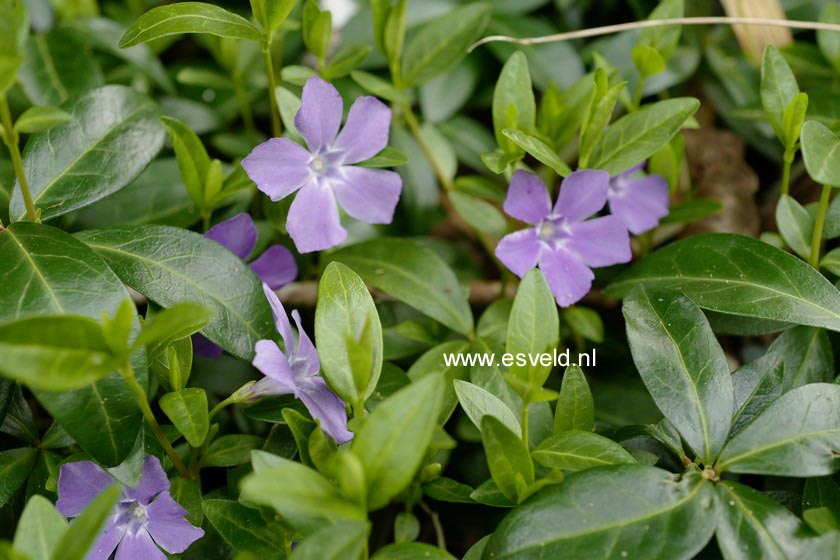Vinca minor