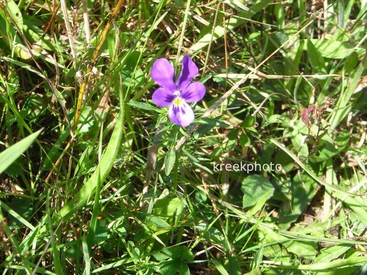 Viola cornuta