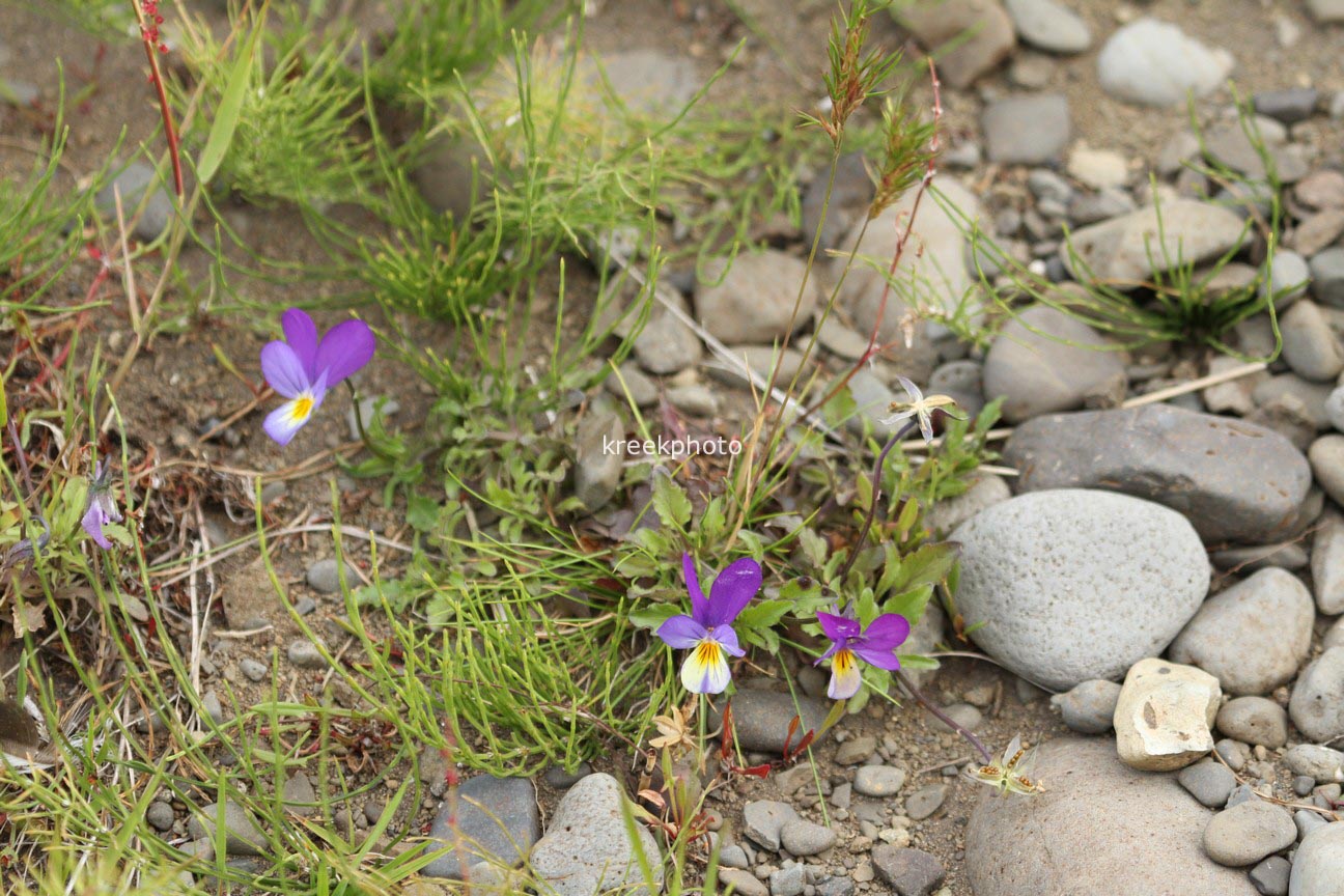 Viola tricolor