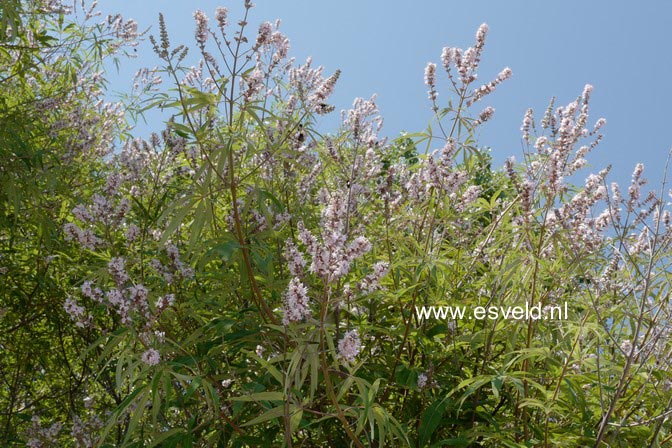 Vitex agnus-castus 'Rosea'