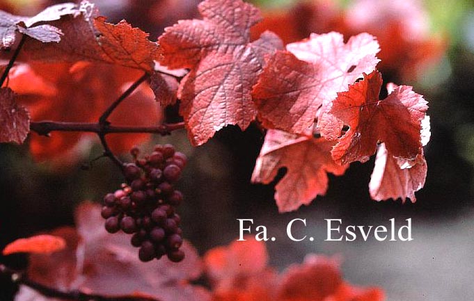 Vitis vinifera 'Purpurea'