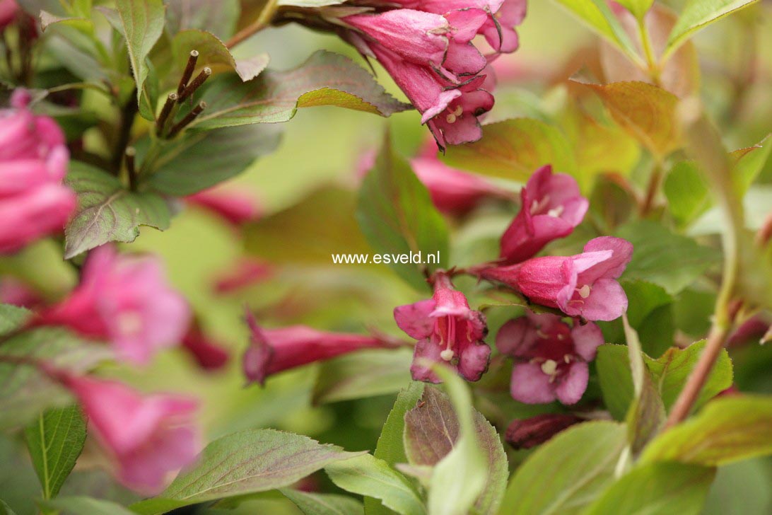 Weigela 'Minuet'