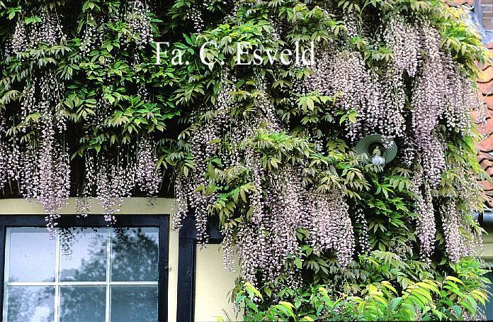 Wisteria floribunda 'Honbeni'