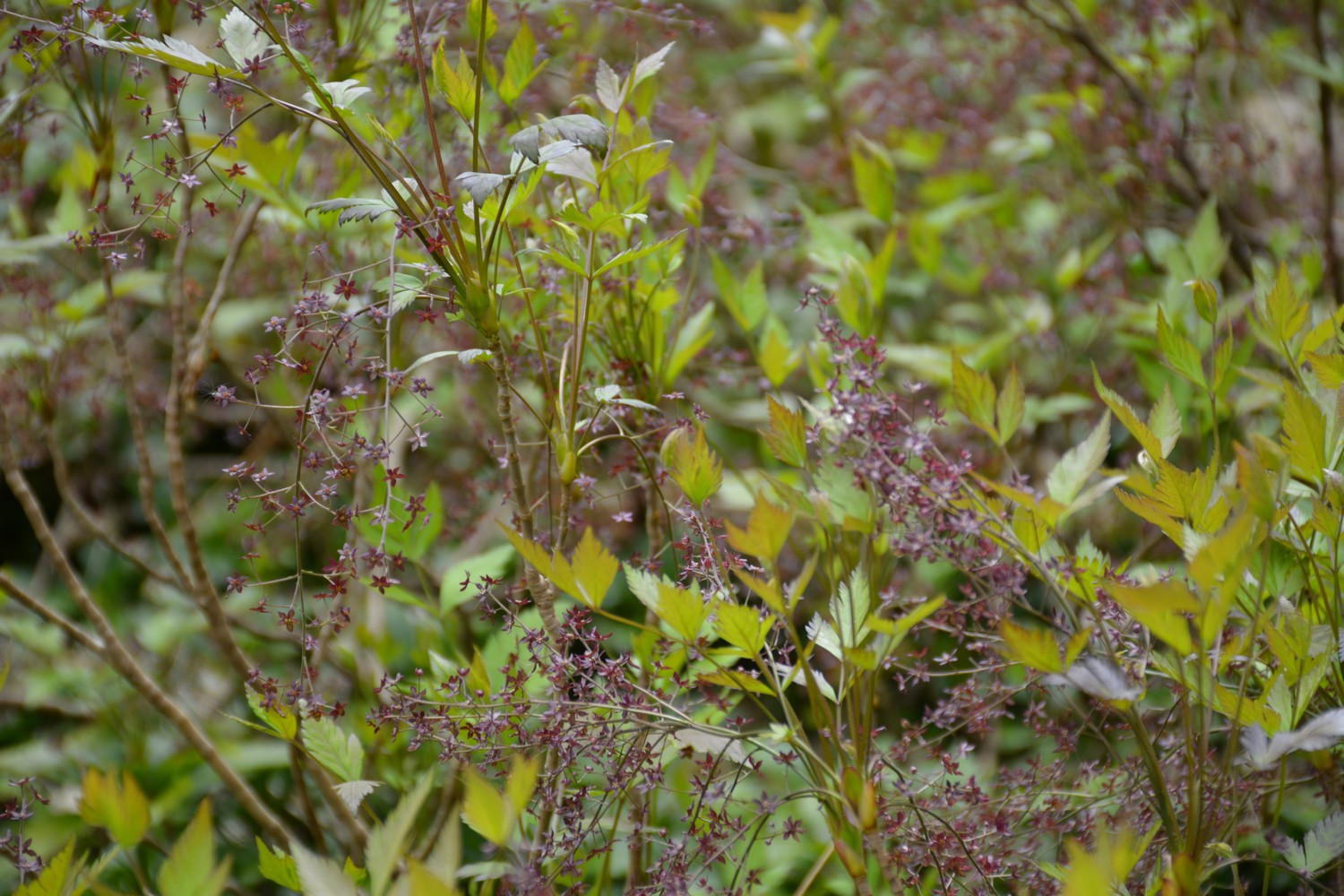 Xanthorhiza simplicissima