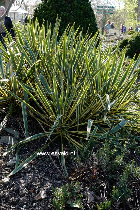 Yucca filamentosa 'Bright Edge'