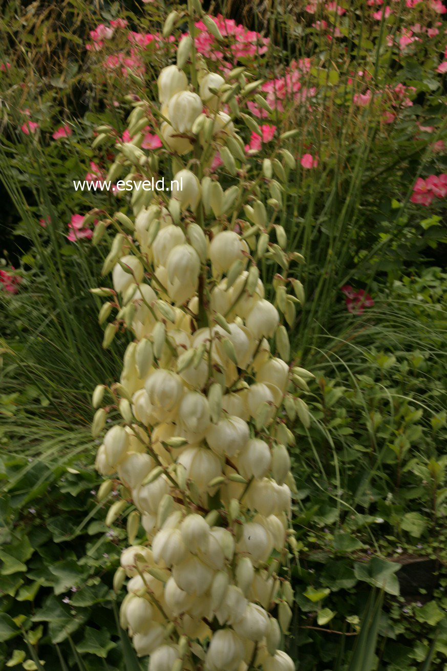 Yucca gloriosa