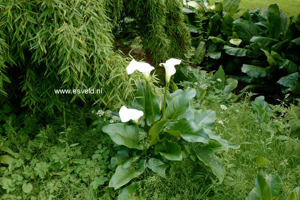 Zantedeschia aethiopica