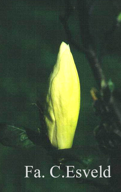 Magnolia 'Yellow Lantern' (6208)