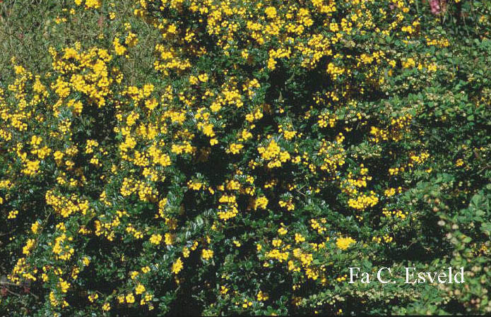 Berberis darwinii (6346)