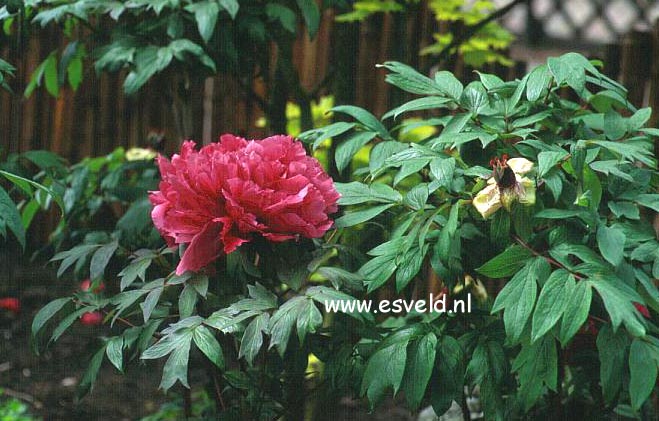 Paeonia suffruticosa (6505)