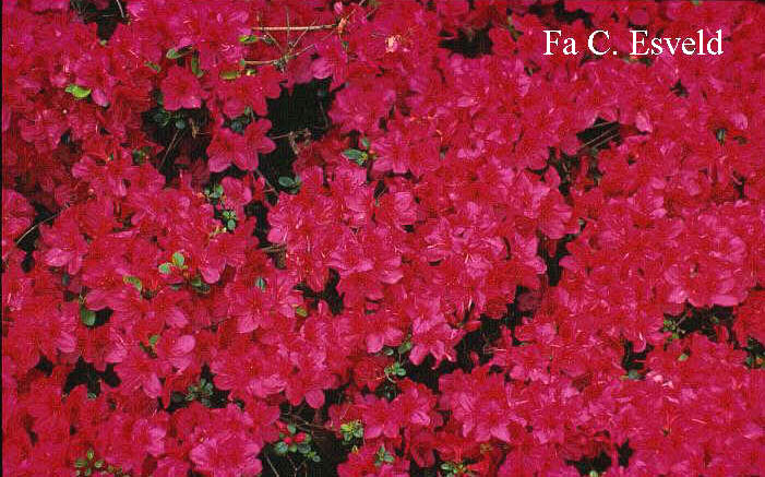 Azalea 'Gabriele' (6536)