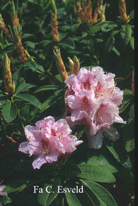 Rhododendron 'Peggy Bannier' (6565)