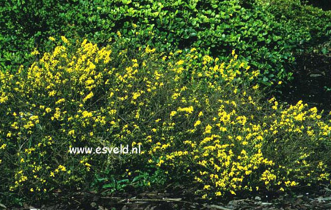 Genista pilosa 'Goldilocks' (6592)