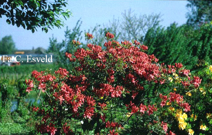Azalea 'Elsie Pratt' (6610)