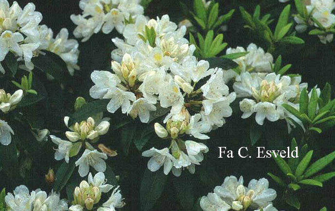 Rhododendron 'Chionoides'