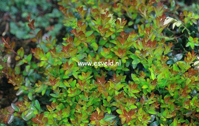 Vaccinium crassifolium 'Well's Delight'