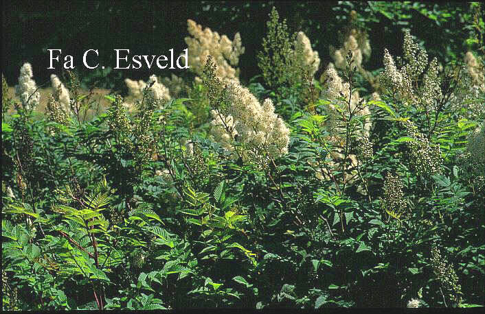 Sorbaria sorbifolia (6921)