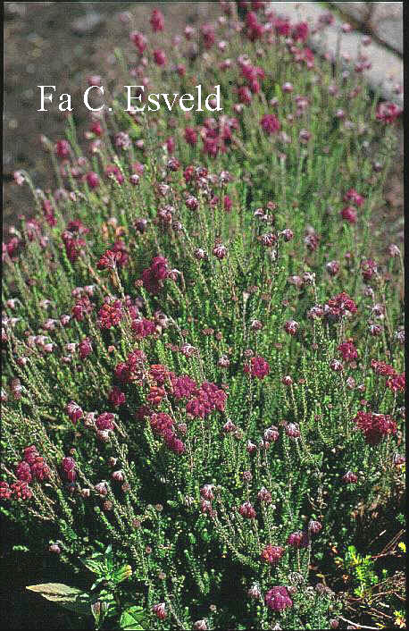 Erica tetralix 'Con Underwood' (6922)