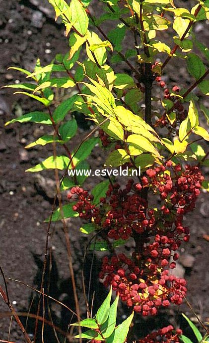 Coriaria japonica
