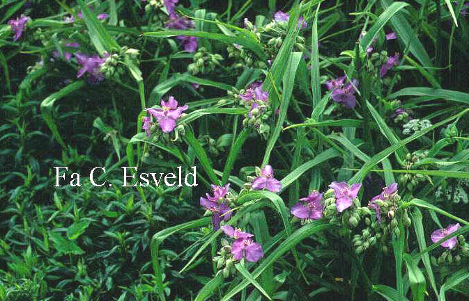 Tradescantia andersoniana 'Charlotte' (6956)