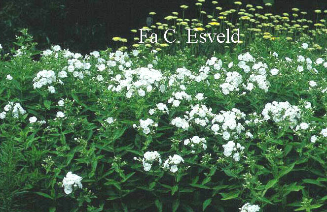 Phlox paniculata 'Alba'