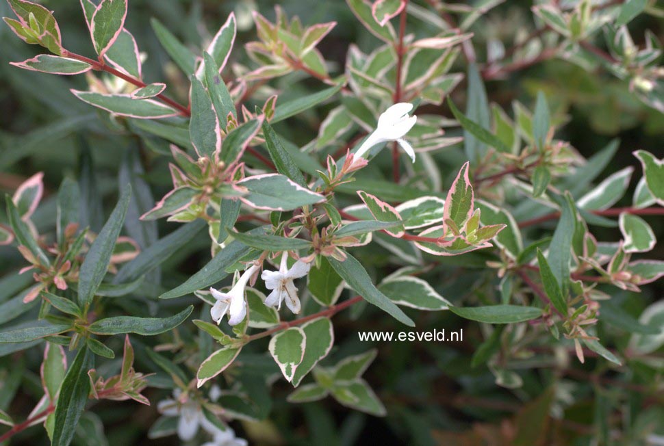 Abelia grandiflora 'Conti' (CONFETTI)
