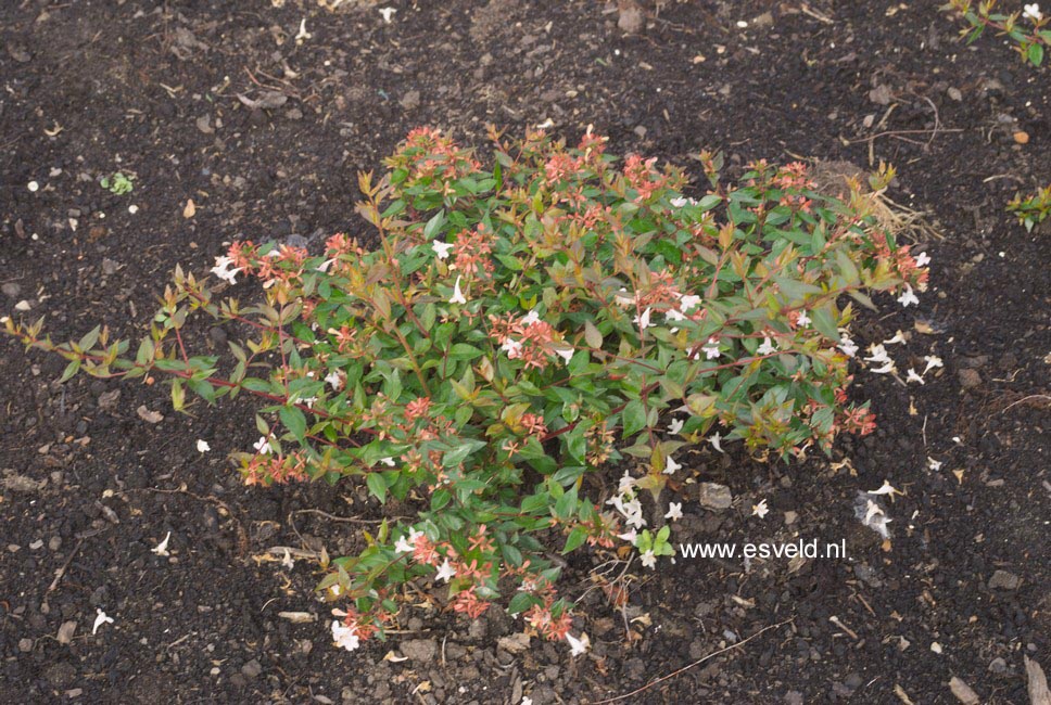 Abelia grandiflora 'Nanna'