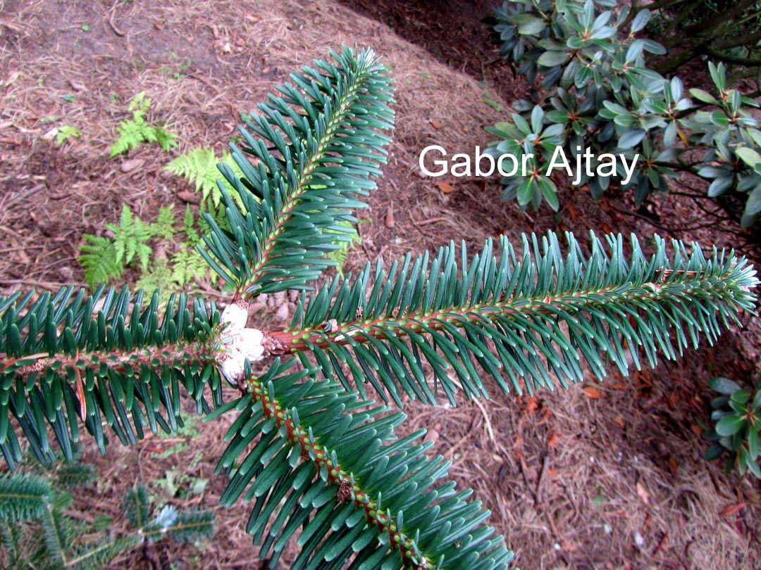 Abies delavayi georgei