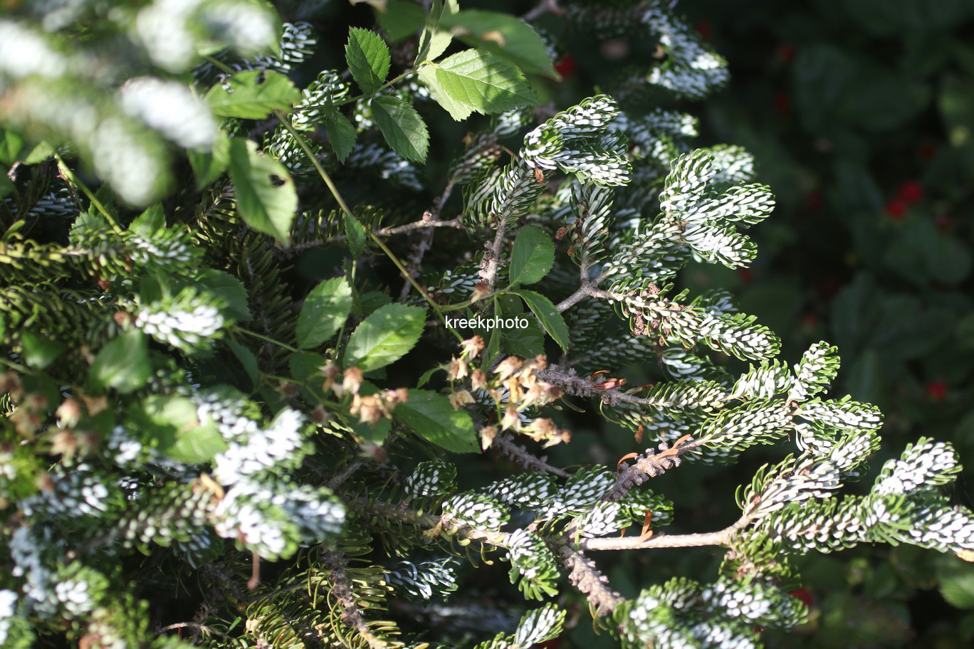 Abies koreana 'Silver Show'