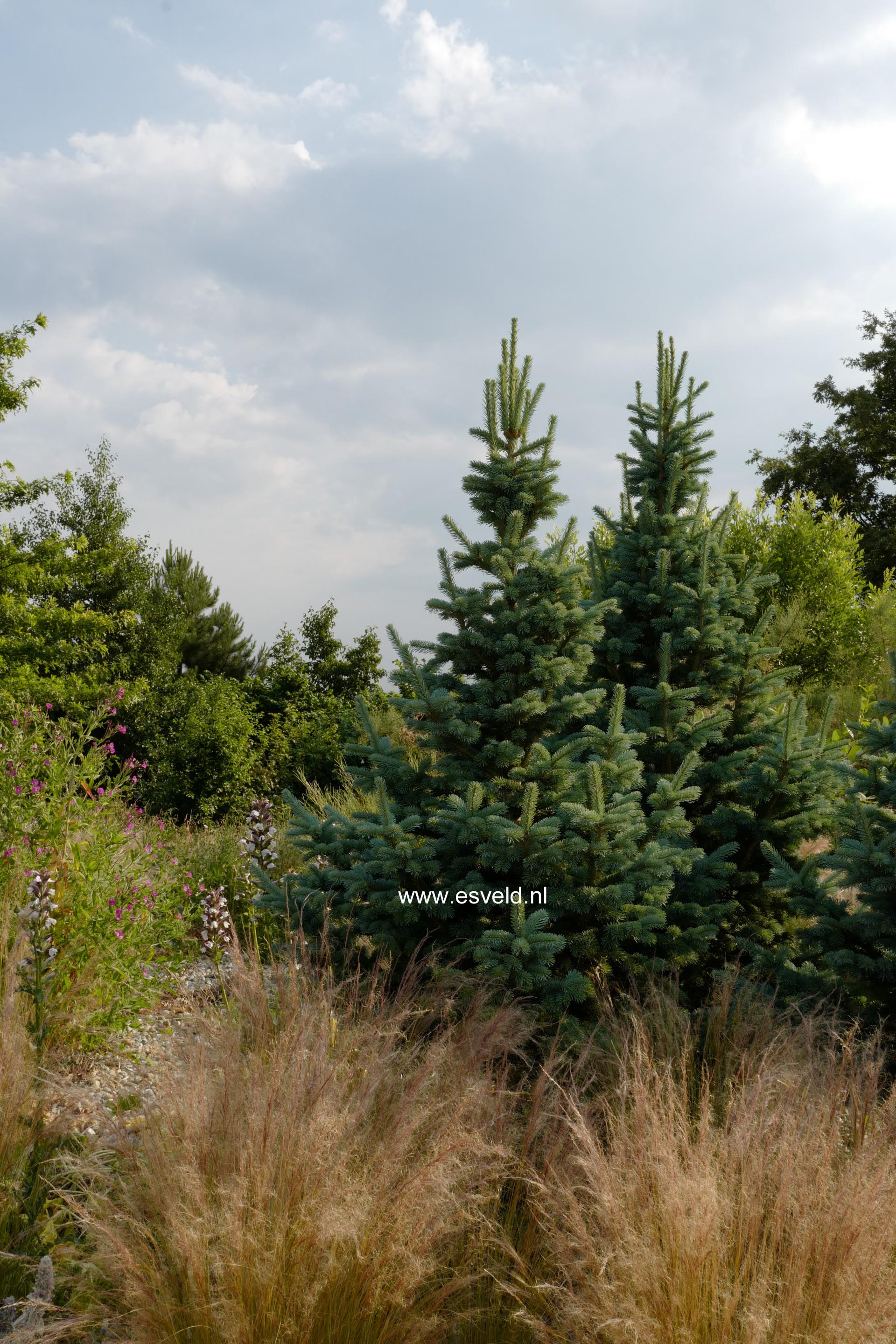 Abies lasiocarpa 'Compacta'